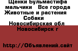 Щенки Бульмастифа мальчики - Все города Животные и растения » Собаки   . Новосибирская обл.,Новосибирск г.